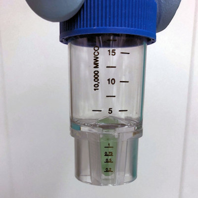 Tube containing the green colored COVID-19 protein, with the color the result of biliverdin binding to the spike protein.