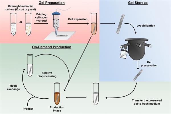 Hydrogel preparation, on-demand production, and hydrogel preservation
