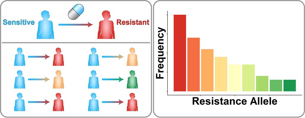A schematic of drug resistance across a population of patients. Patients with initially sensitive disease are treated with a drug. Different genetic mutations cause different resistance mutations. Tallying up the number of patients associated with each resistance allele shows that some alleles are more common in the clinical population than others