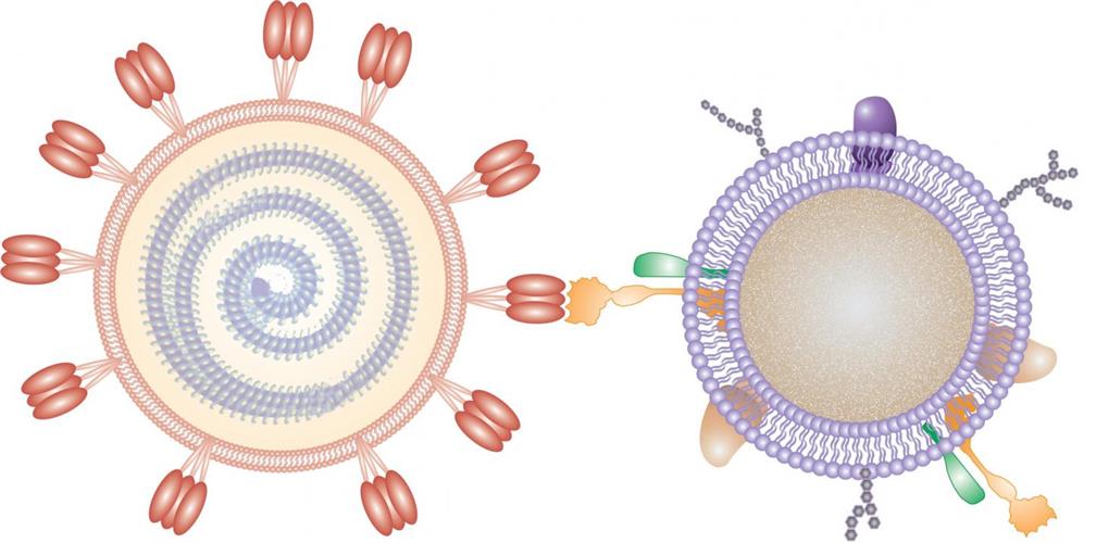 In this illustration, a nanosponge coated with a human cell membrane acts as a decoy to prevent a virus from entering cells.