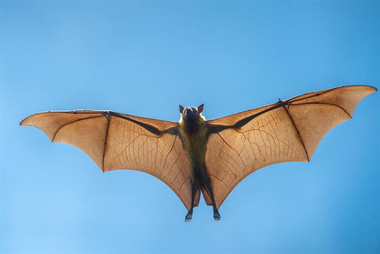 Bats -- the only flying mammals -- are highly mobile, constantly bringing new pathogens into their communities.