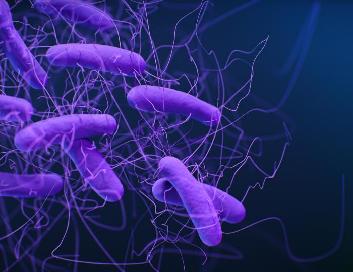 A medical illustration of Clostridioides difficile bacteria
