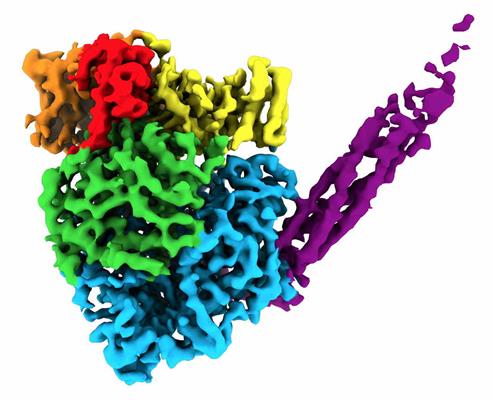 The atomic structure of a polymerase in human parainfluenza virus 5 reveals an irregular, round-shaped globule with a long tail made of four phosphoproteins