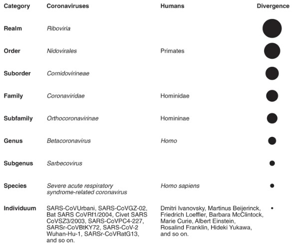 Full taxonomy of selected coronaviruses in comparison with the taxonomy of humans