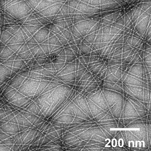 An image of self-assembled peptide nanofibers.