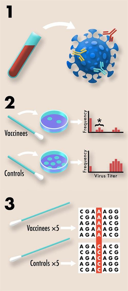 Schematic illustrating three ways that standard samples from COVID-19 clinical trials can be repurposed to assess the risk that vaccine resistance will evolve.