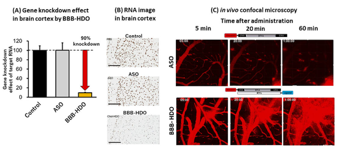 Drastic target gene (RNA) suppression in the cerebral cortex when blood-brain-barrier heteroduplex oligonucleotide (BBB-HDO) is administered intravenously to mice.