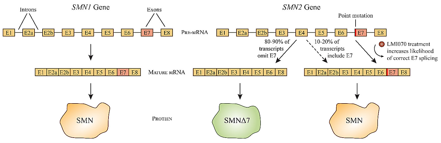 Schematic showing splicing patterns of the SMN1 and SMN2 genes.