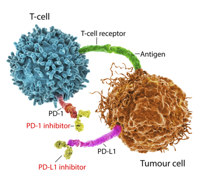 Immune checkpoint inhibitors in cancer treatment,