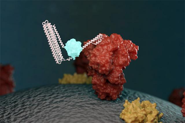 An illustration of a new biosensor binding to a targeted molecule and emitting light