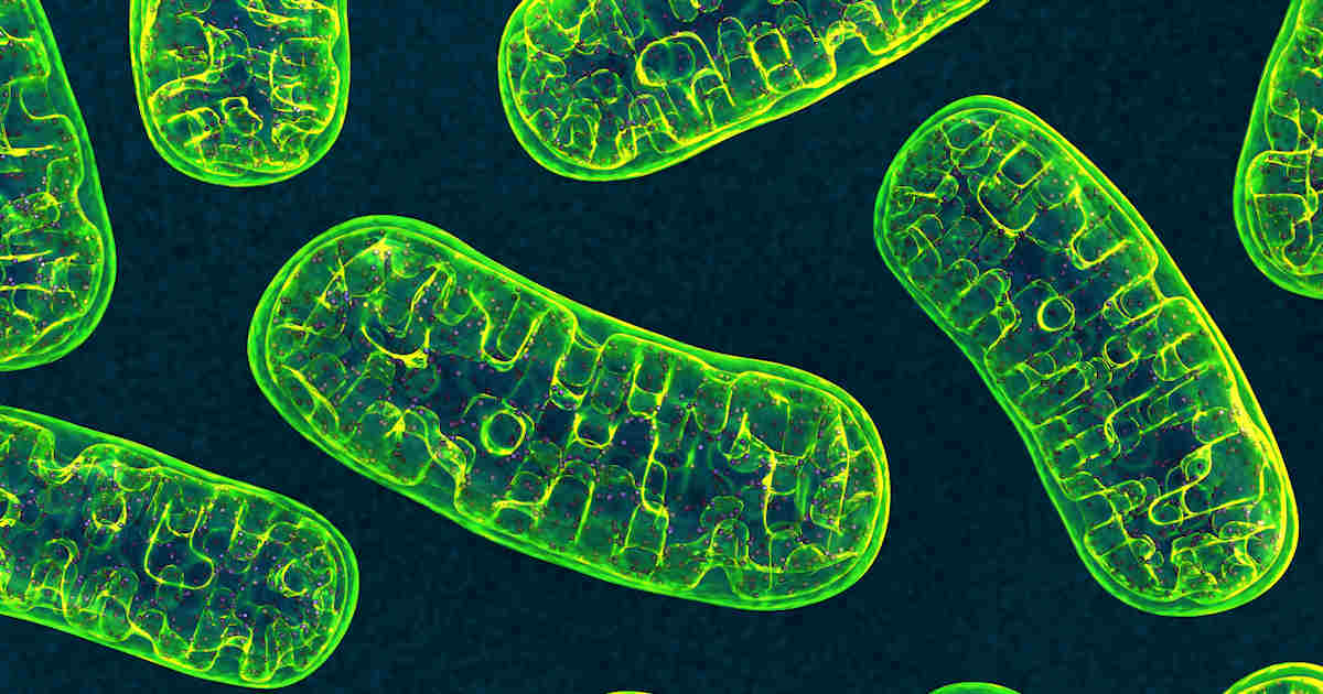 Studie: Mitochondriale defecten leiden tot vroegtijdige veroudering