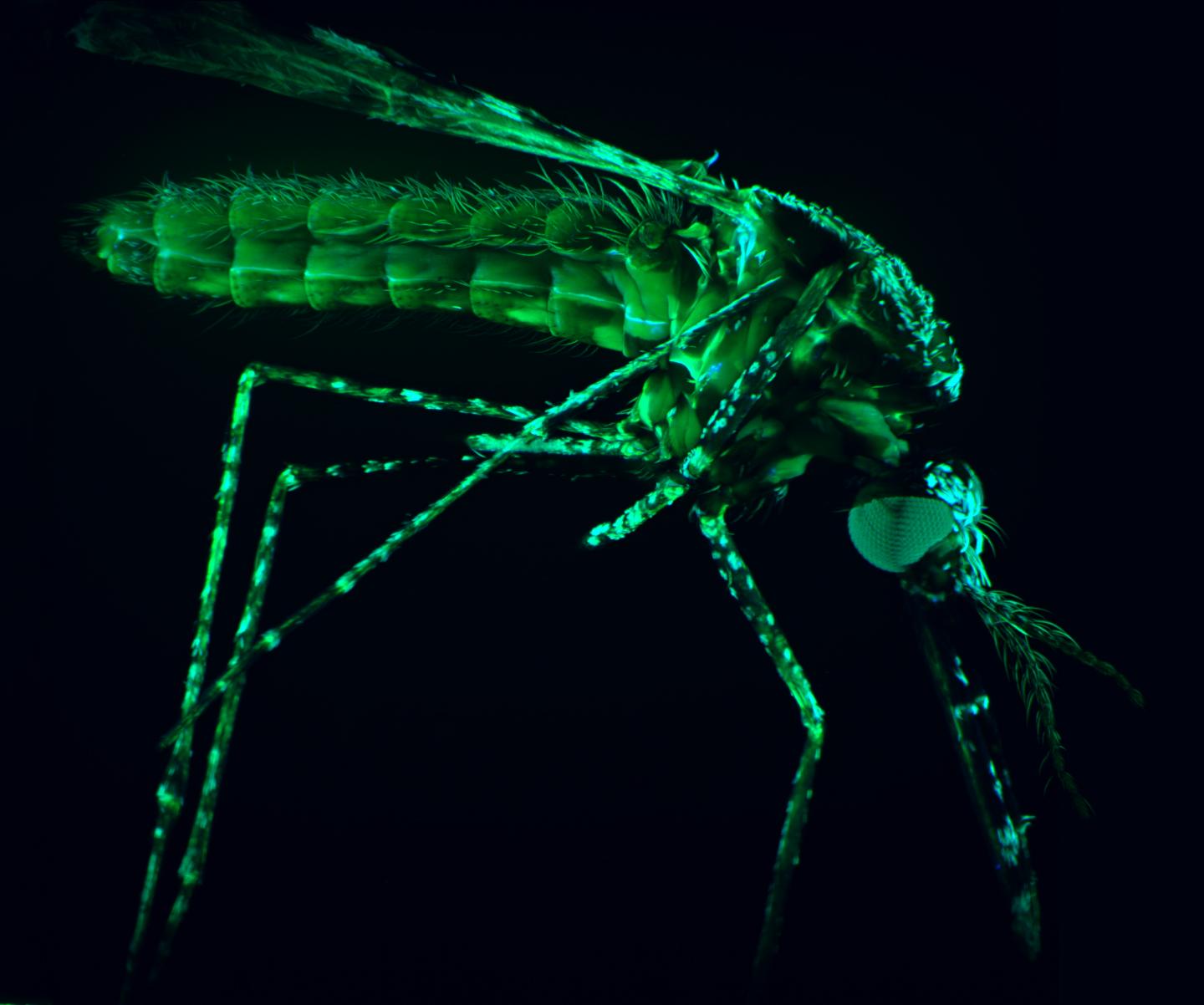 Mosquito that transmits malaria