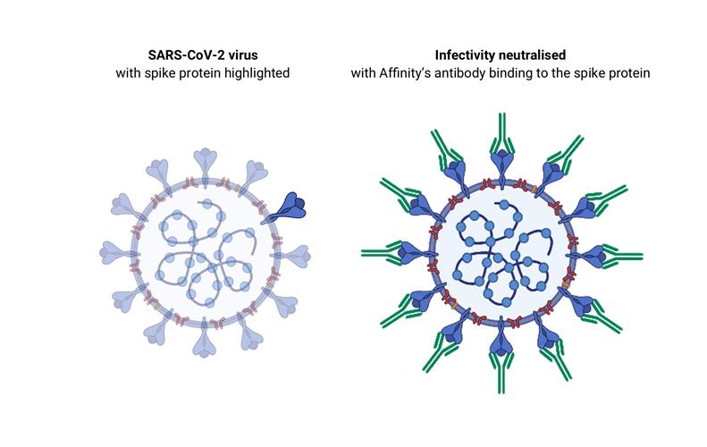 An illustration of Affinity antibodies binding to the SARS-CoV-2 spike protein.