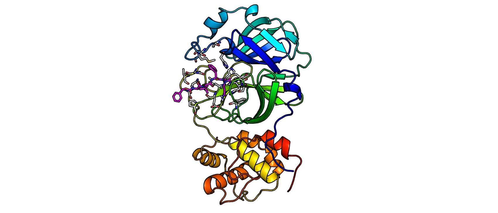 The SARS-CoV-2 main protease with one of the newly developed inhibitors in the active center.