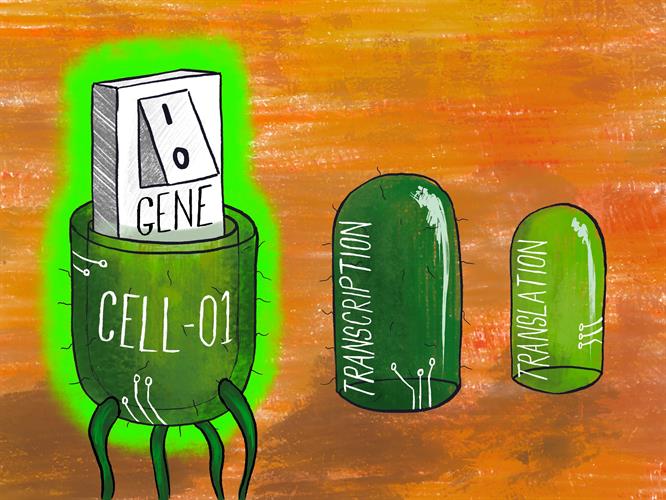 Like the layers of a Russian doll, using multilevel regulation in an engineered cell ensures gene expression only switches on precisely when needed.
