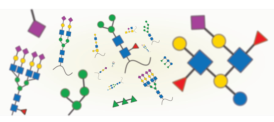 The image shows a glimpse of glycan diversity, showcasing several classes of glycans from various kingdoms of life.