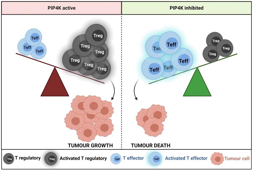 Diagram explaining the effects of restricting Treg activity on tumors