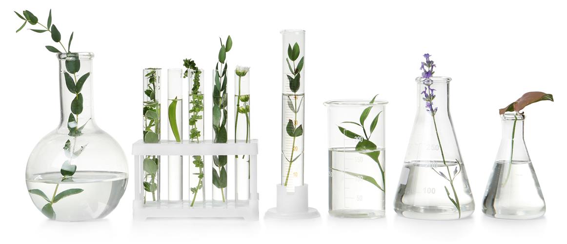Image of plants in various sizes and types of beakers and test tubes