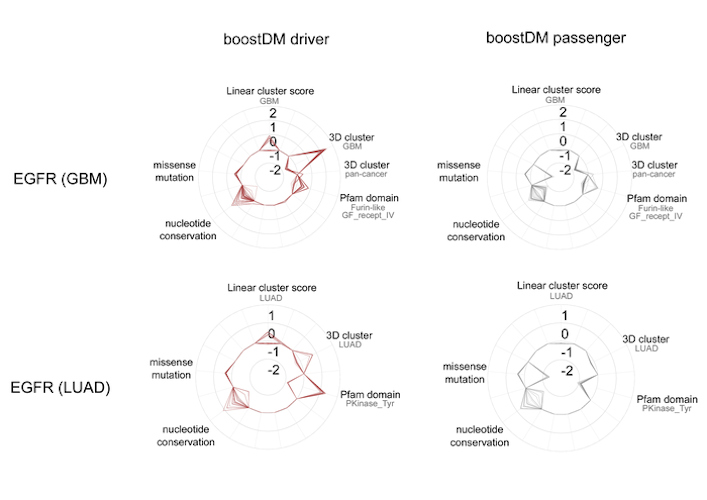 This diagram displays the contribution of mutational features to the classification of all EGFR driver and passenger mutations in lung adenocarcinomas and glioblastomas.
