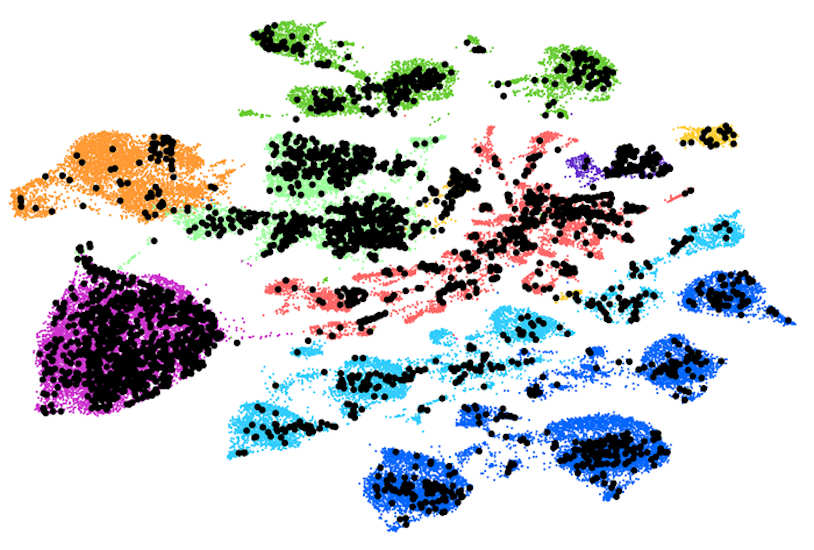 Color-coded map displaying different cell types in a retina infected with the gene-carrying AAV.