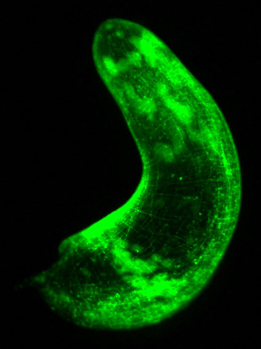 Whole three-banded panther worm with muscle glowing in green.