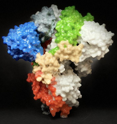 A 3D print of a spike protein on the surface of SARS-CoV-2, the virus that causes COVID-19. The University of Iowa and the University of Georgia are developing vaccine candidates based on the PIV5 virus expressing coronavirus spike proteins.