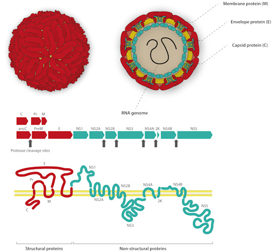 Diagram of flavivirus capsid, genome, and polyprotein structure, including key serological markers.