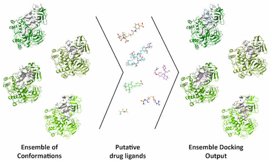 A research group has developed a web server to help researchers identify drugs to treat COVID-19. Their use of an ensemble of conformations allows researchers to account for protein flexibility in molecular docking studies.