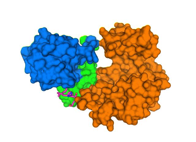 A new structure shows how the COVID-19 virus envelope protein interacts with a human cell-junction protein.